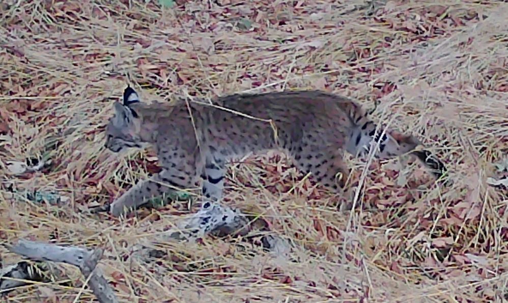 Bobcat