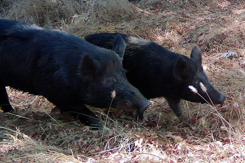 Feral hogs