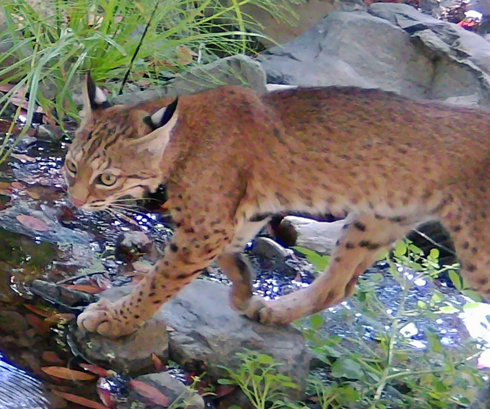 Female bobcat