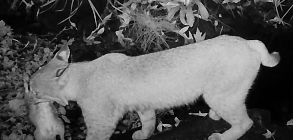 Bobcat with large prey