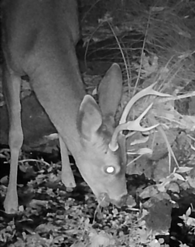 Buck eating greens