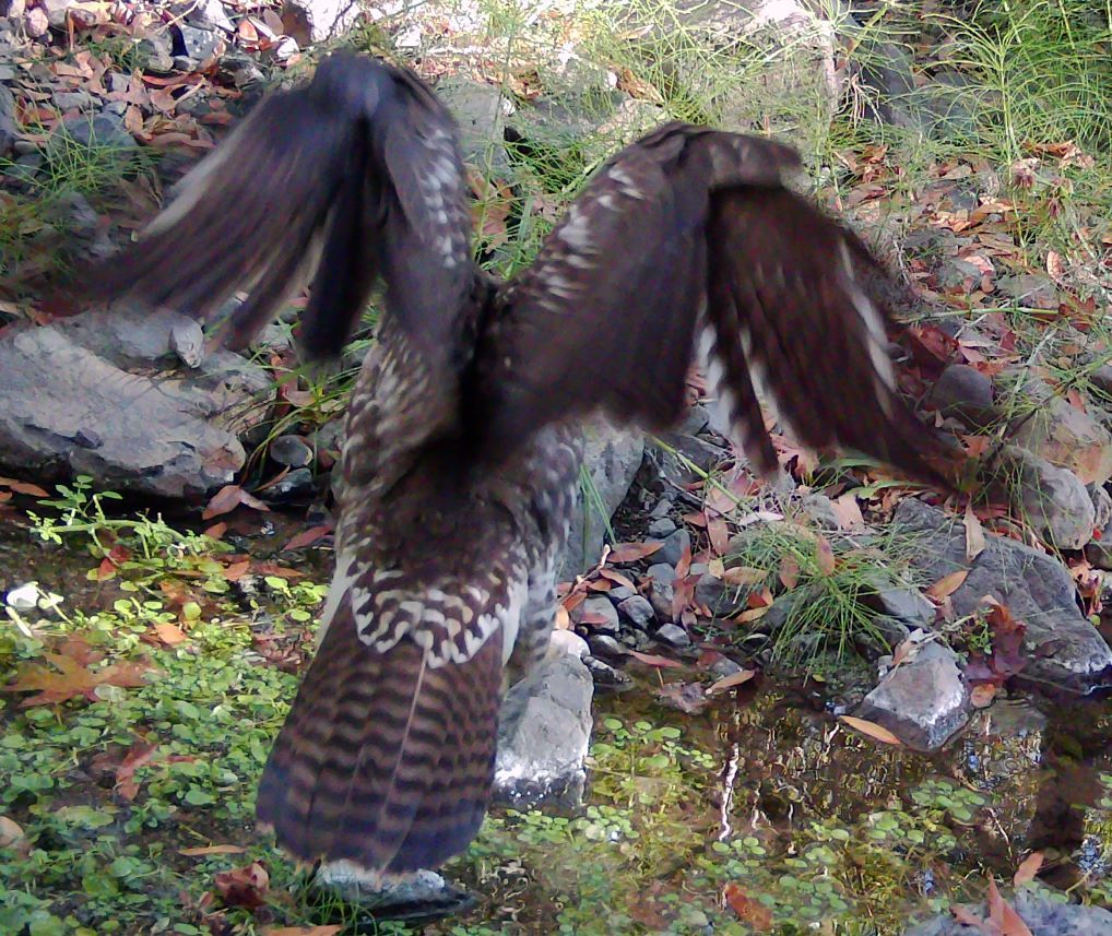 Hawk landing at creek