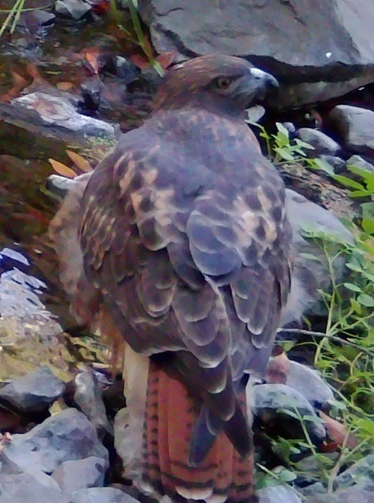 Redtail hawk at creek