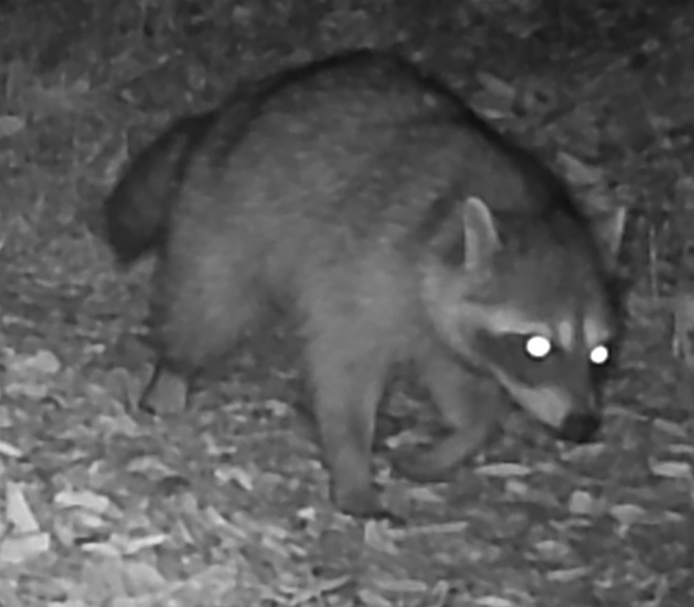 Raccoon at night