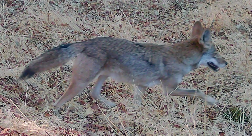 Coyote on upper meadow