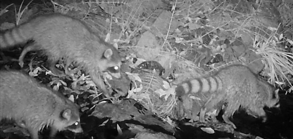 Raccoons