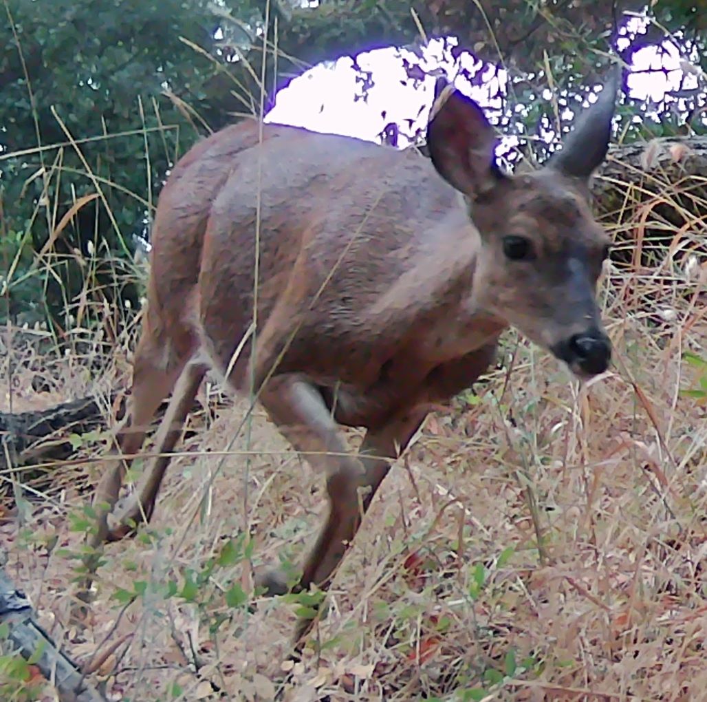 Doe on trail