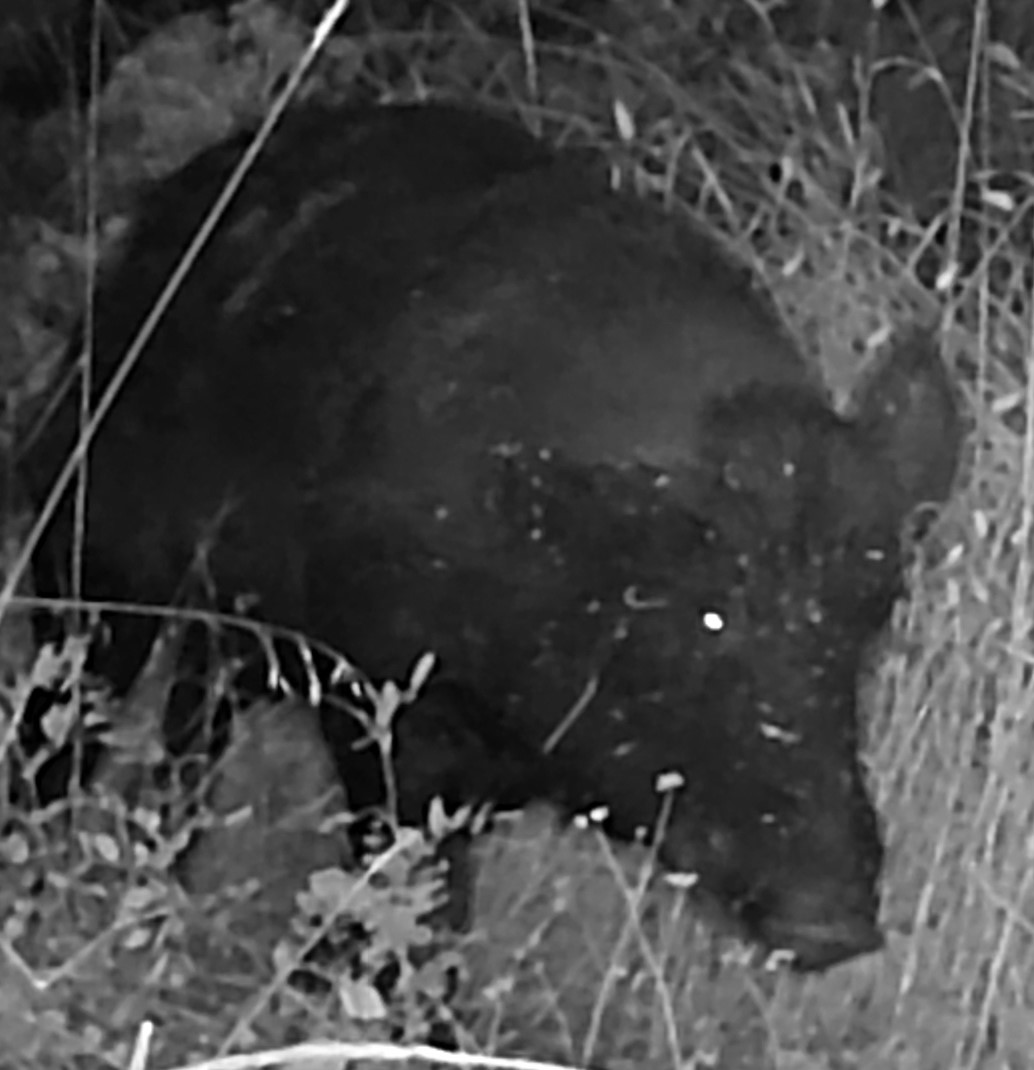 Feral hog on trail