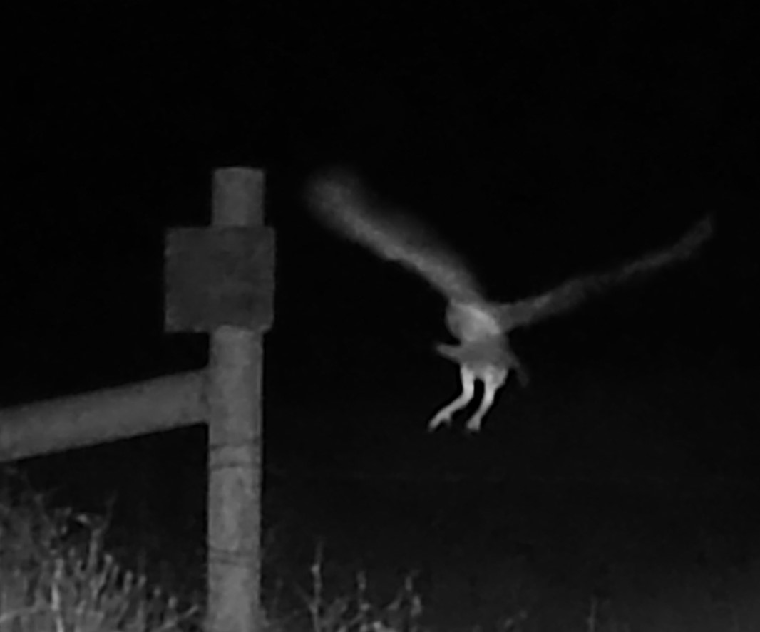 Owl landing on fencepost