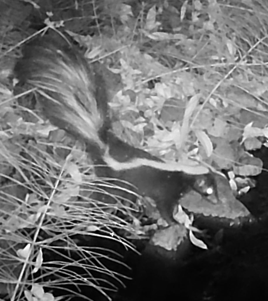 Skunk at creek