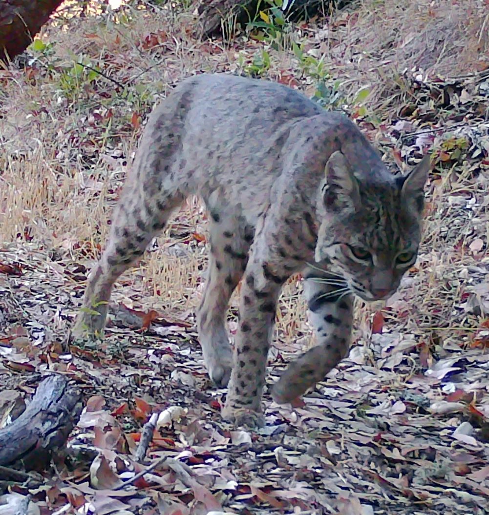 Bobcat in daylight