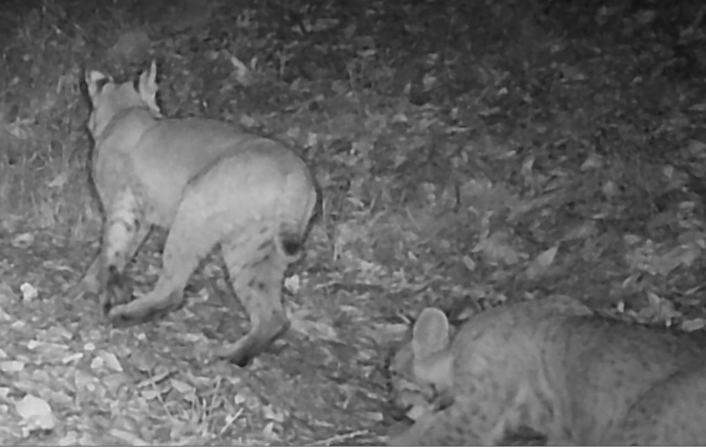 Two bobcats