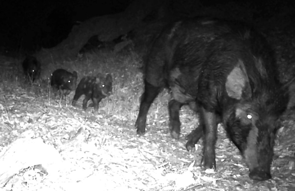 Feral sow with piglets