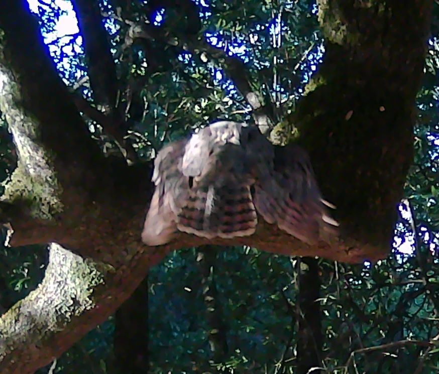 Owl landing on a branch