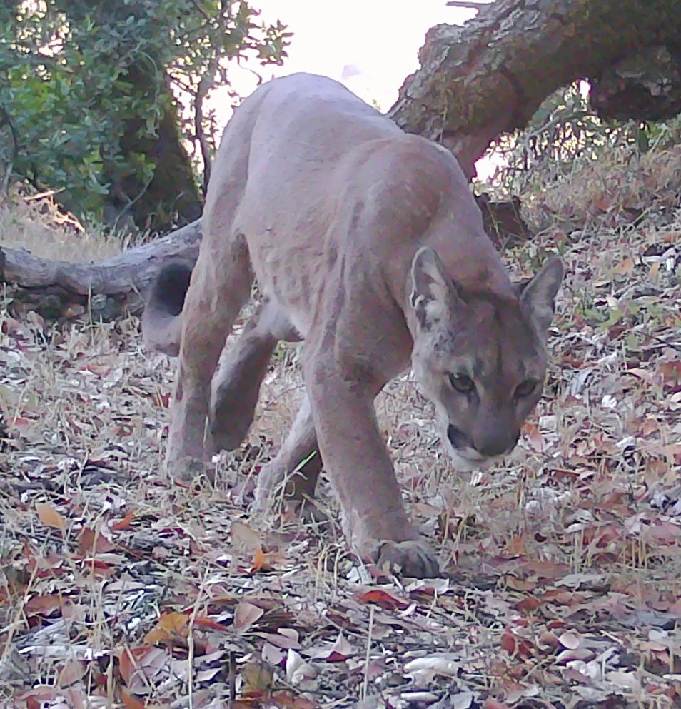 Mountain lion on hillside trail