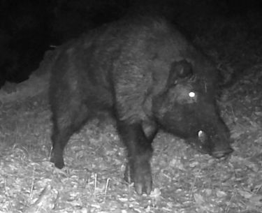 Feral boar thumbnail