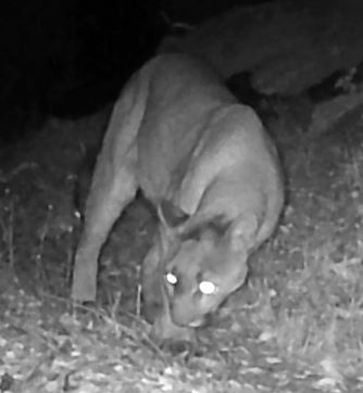 Mountain lion thumbnail