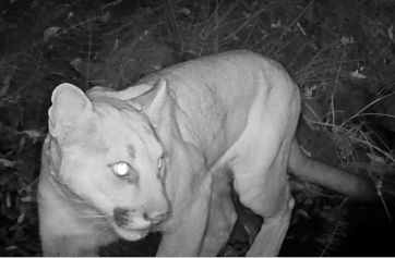 Cougar thumbnail