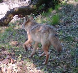 Coyote on trail thumbnail