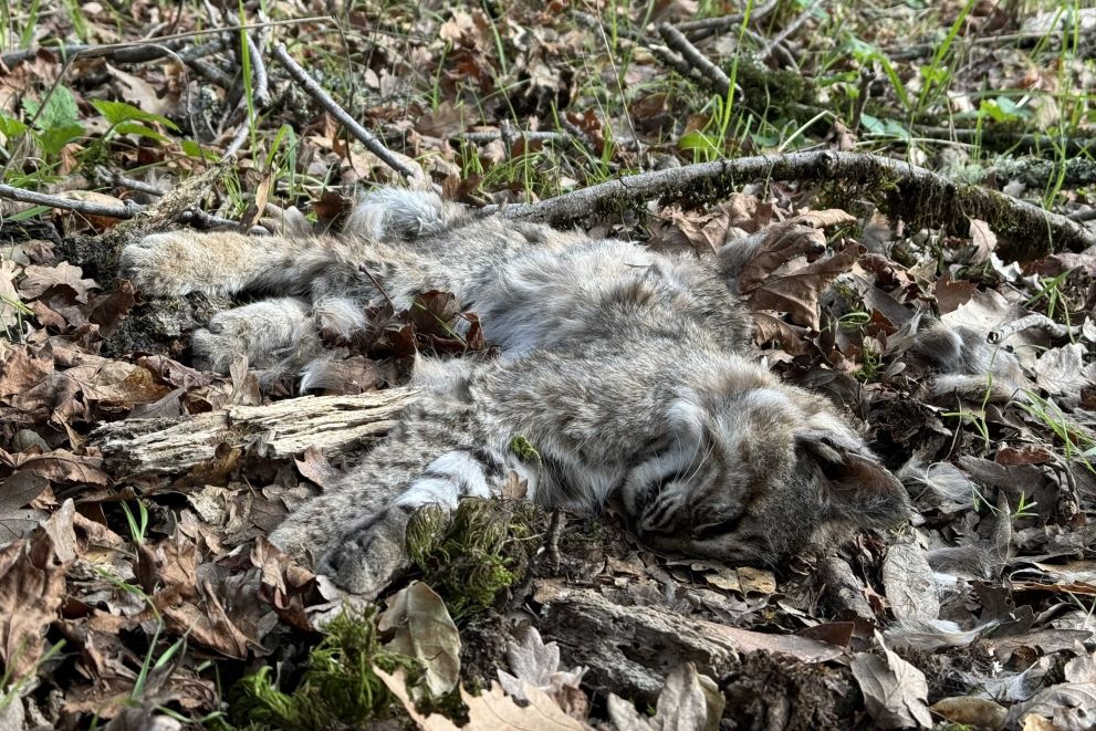 Young bobcat killed by older bobcat