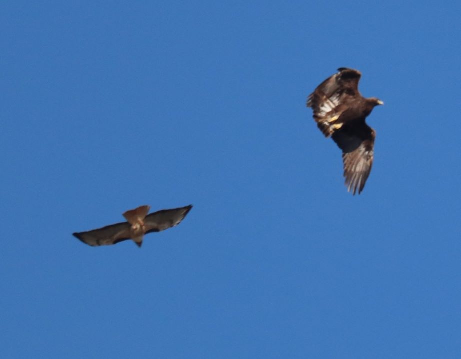 Golden Eagle and Red-tailed Hawk