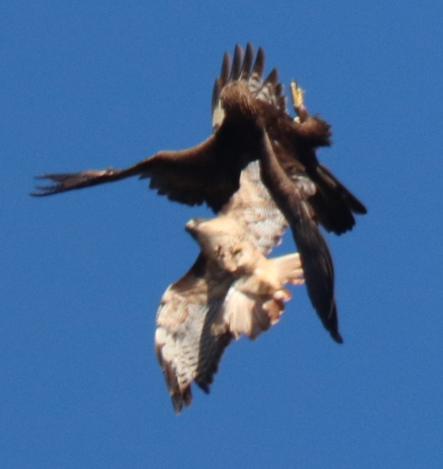 Golden eagle harassed by red-tailed hawk