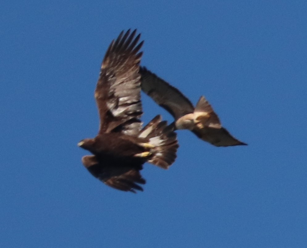 Golden eagle and red-tailed hawk
