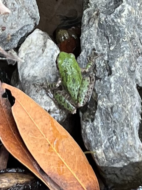 Pacific Tree Frog 1