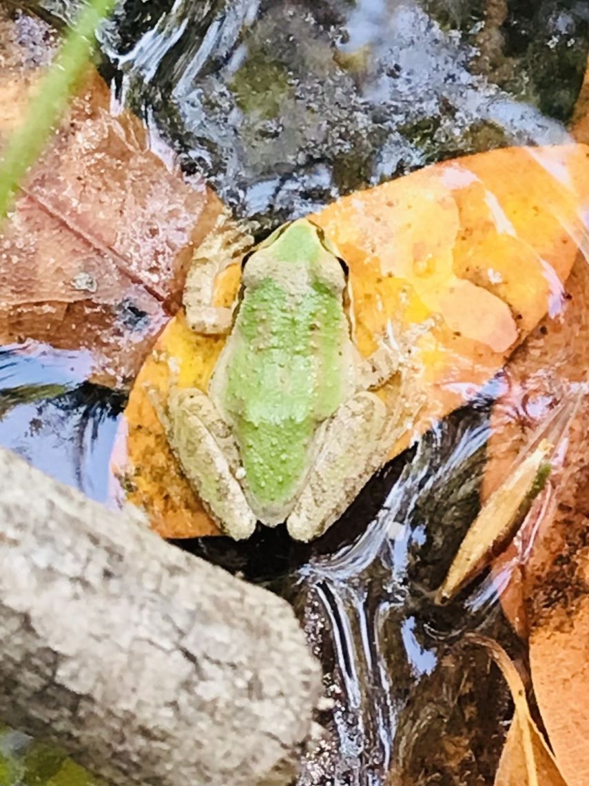 Pacific Tree Frog 2