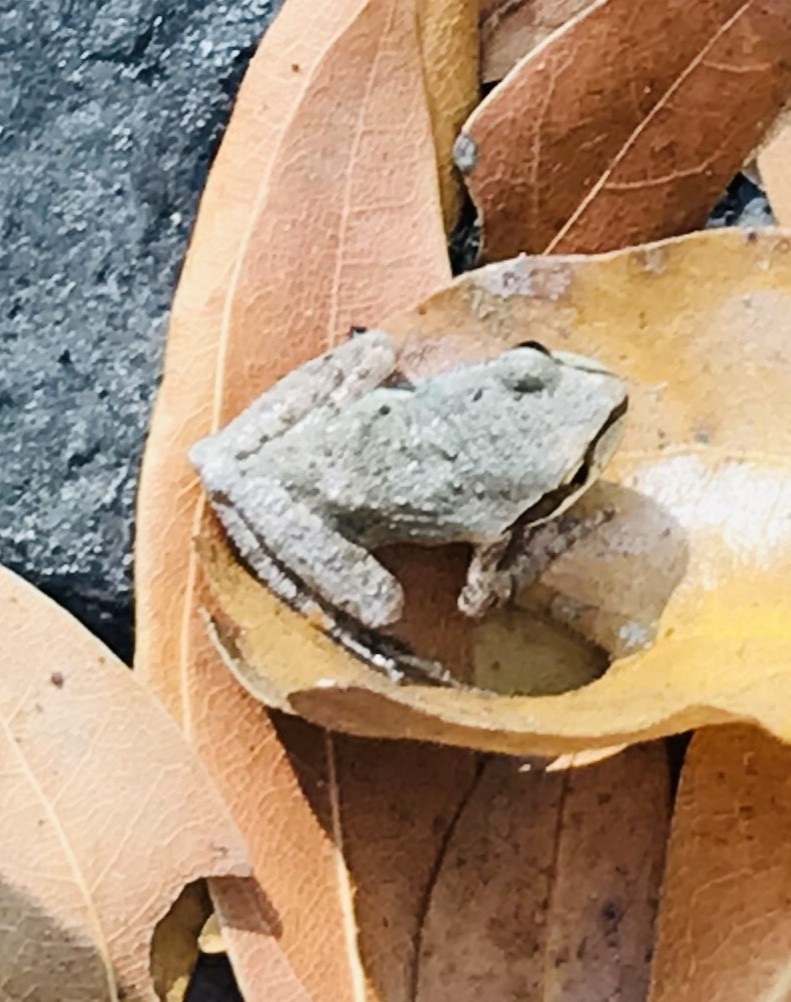 Pacific Tree Frog 3