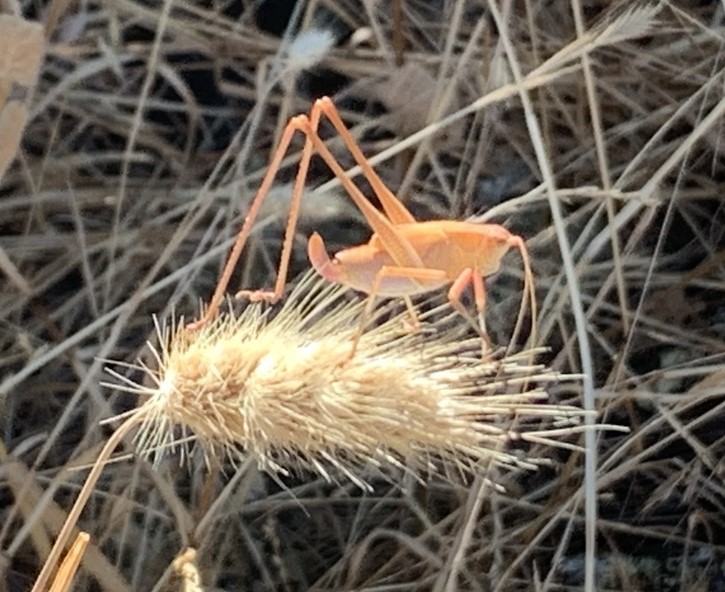 Orange katydid
