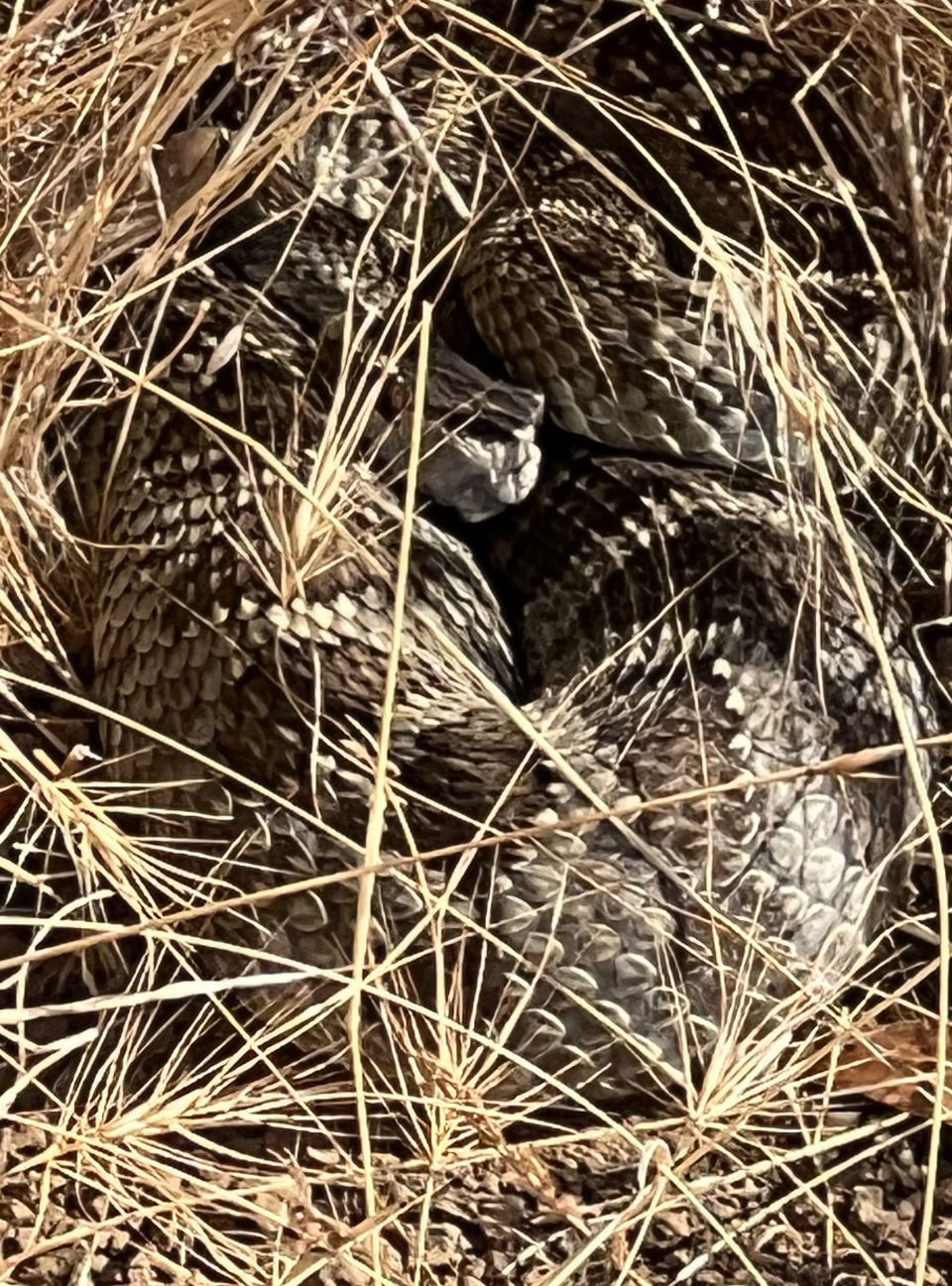Rattlesnake, photo by Joseph Cochrane