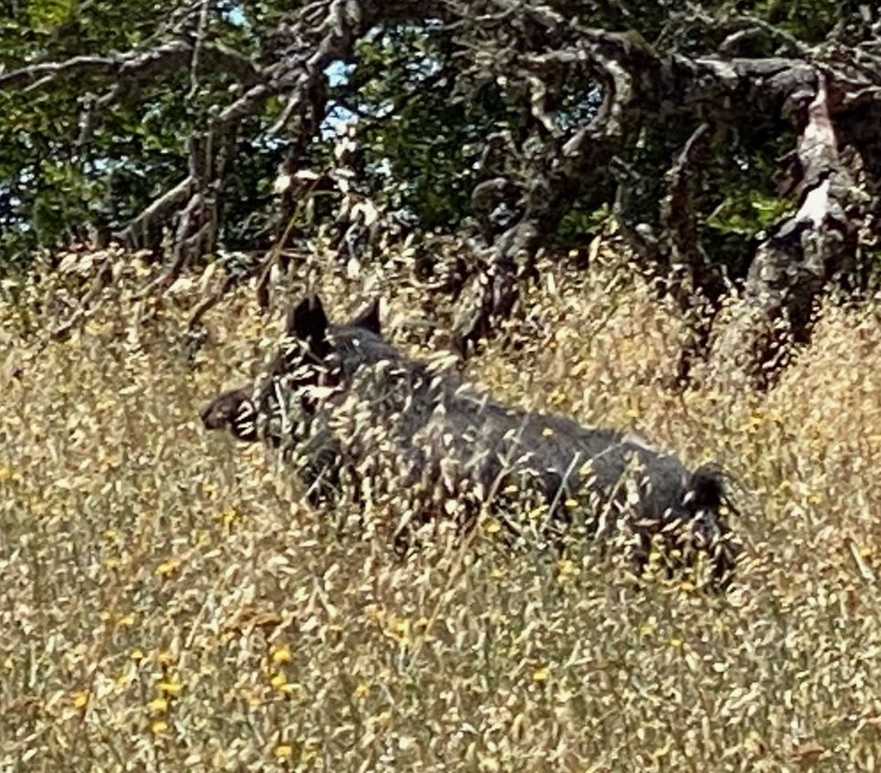 Wild board, photo by Teddy Herzog
