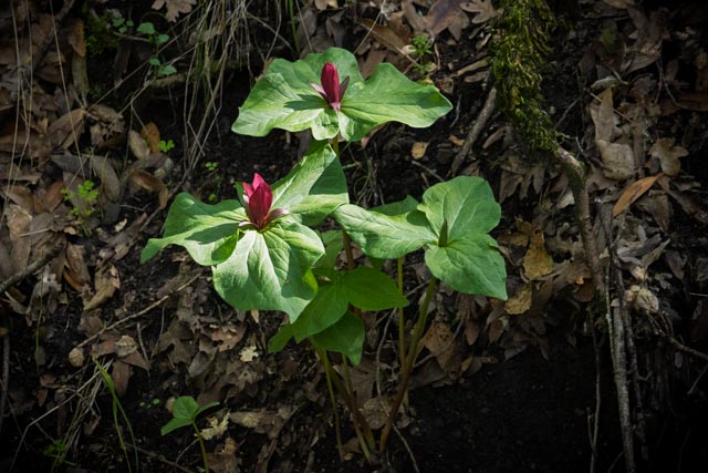 Trillium