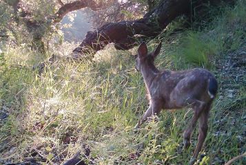 Blacktail fawn thumbnail
