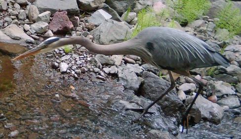Great Blue Heron thumbnail