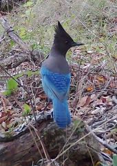 Steller's Jay thumbnail