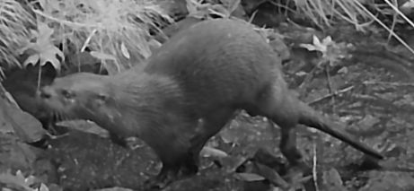 Otter thumbnail