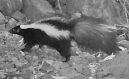 Skunk thumbnail