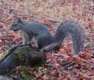 Squirrel thumbnail