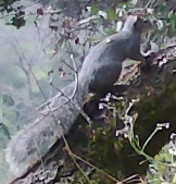 Grey squirrel thumbnail