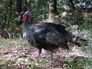 Wild turkey thumbnail