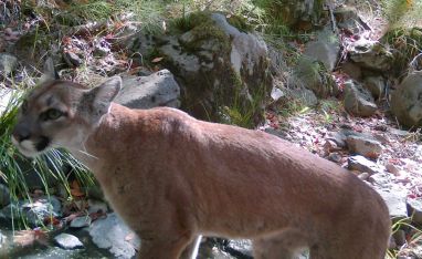 Mountain lion thumbnail